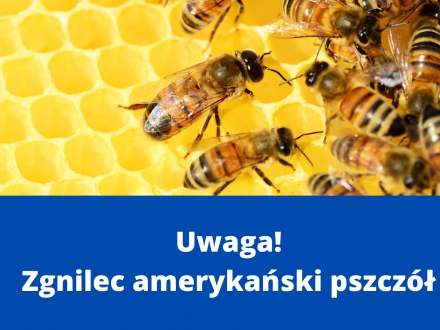Uwaga! Zgnilec amerykański pszczół